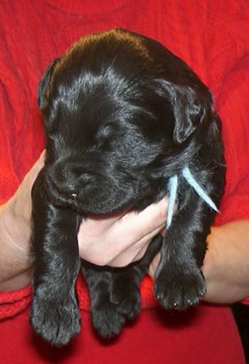 male Black Russian Terrier puppy