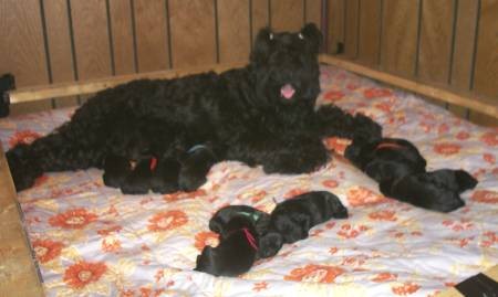 Zagadka and her puppies